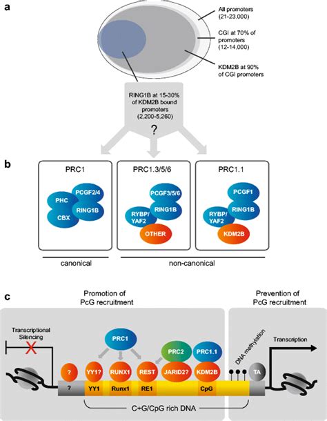 Recruitment Of Mammalian Pcg Complexes A Relationship Between Download Scientific Diagram