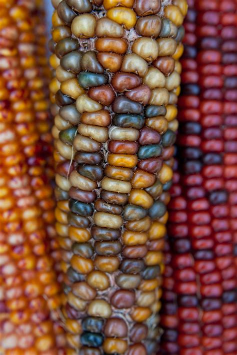 Indian Corn | Nightfox.es