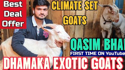 Dhamaka Exotic Quality Goats Climate Set Best Price Lo Aur Shouk Karo