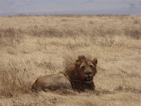 The King Lions Animaux Animaux Ngorongoro Le Nord Et Les