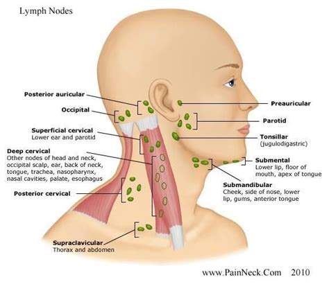 lump on bone behind ear - Google Search | Лимфодренаж, Лимфатические ...