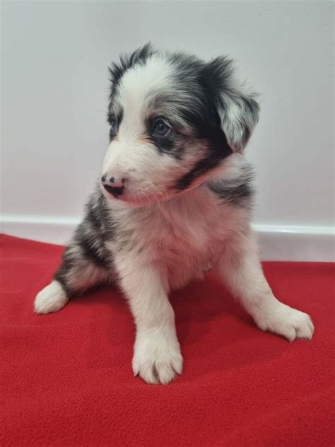 Border Collie Piesek Blue Merle Warszawa Targ Wek Olx Pl