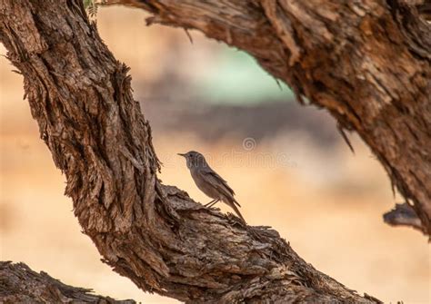 Singing Bird In The Namib Desert In Namibia Stock Image Image Of