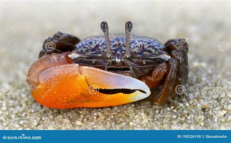 Colorful Violinist Crab On The Sand A Strong Carapace And A Giant