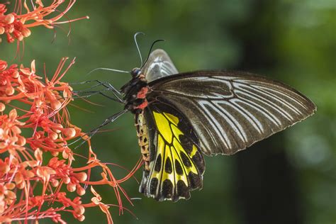 Southern birdwing | Rahul Alvares