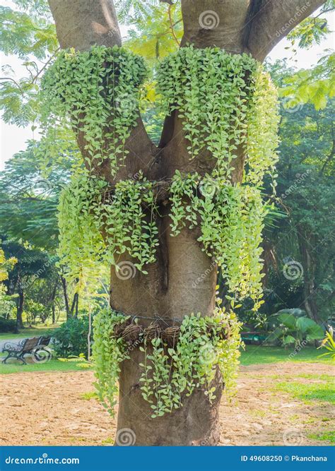 Green Creeper Plant On The Big Tree Stock Photo Image Of Climber