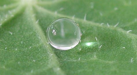 Scientific Image - Water Droplet on a Nasturtium Leaf | NISE Network