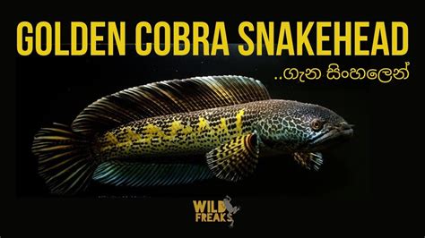 My Golden Cobra Snakehead Channa Raquariums