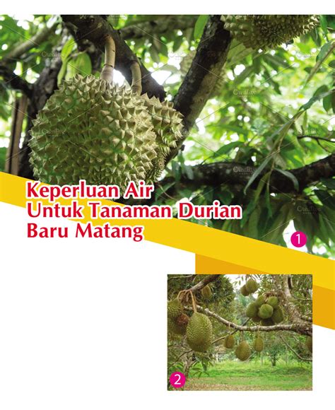 Keperluan Air Untuk Tanaman Durian Baru Matang Info Pertanian Online