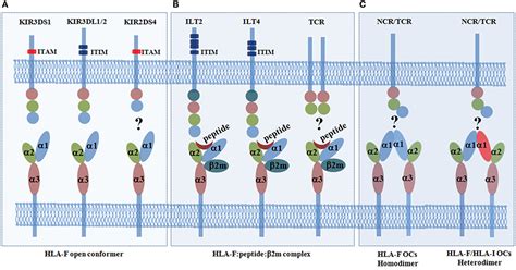 Frontiers The Emerging Roles Of Human Leukocyte Antigen F In Immune