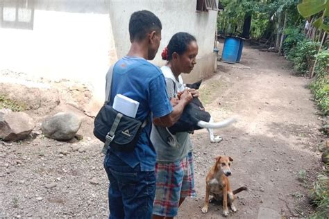 Disper Sikka Soal Rabies Belum Ada Penambahan Jumlah Kasus Gigitan Hpr