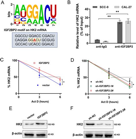 Igf Bp Enhanced The Stability Of Hk Mrna Via An M A Dependent Manner