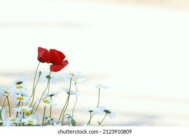 Red Poppys Stock Vector Royalty Free Shutterstock