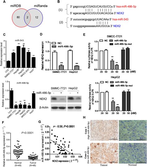 Nek Is A Target For Mir P In Hcc Cells A Venn Diagrams Showing