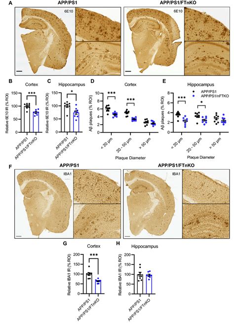 Reduced Aβ Deposition In App Ps1 Ftnko Mice A Representative Brain