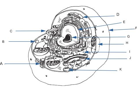 Eukaryotic Cell Diagram Labeled
