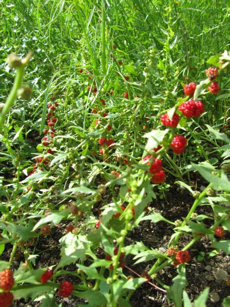 Beet Berry Seeds 970 · Turtle Tree Seed Initiative