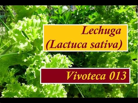 Lechuga Lactuca Sativa AL DETALLE