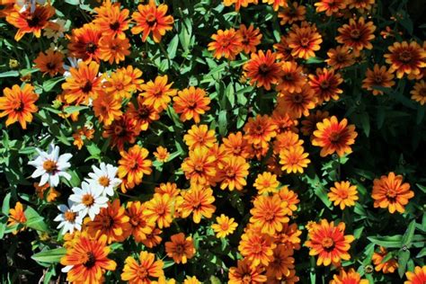 Happy Marigolds Free Stock Photo Public Domain Pictures