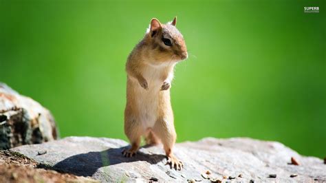 Chipmunk Wallpaper (66+ pictures) - WallpaperSet