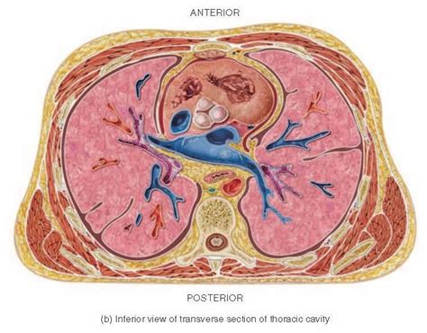 Phy Fig 01 11 The Thoracic Cavity B Inferior View Of Transverse