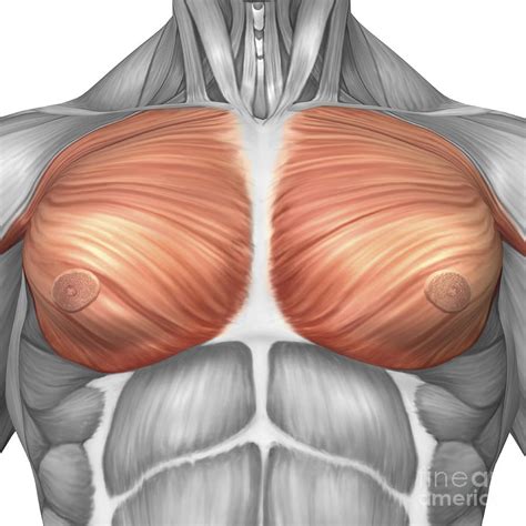 Chest Muscle Anatomy Diagram Shoulder Muscles And Chest Human Anatomy