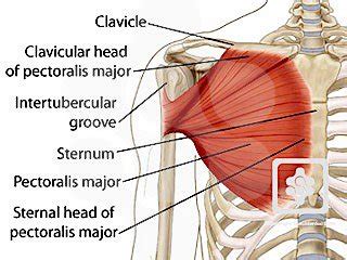 Intertubercular Groove – Definition, Location, Functions and Pictures ...