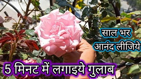 🔴 गमले में गुलाब के पौधा कैसे लगाएं Rose Plant Growing Tips गुलाब के