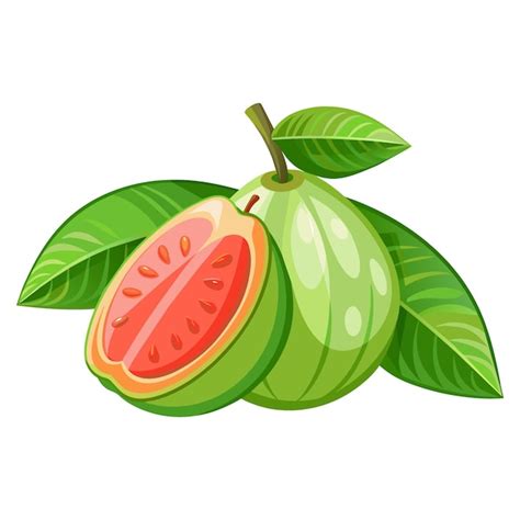 Premium Vector Guava With Half Guava Fruit Isolated Flat Vector