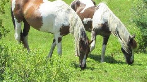 Outer Banks Wild Horses Ocracoke