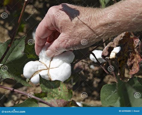 Picking Cotton Stock Photo Image Of Field Cotton Thread 6590688