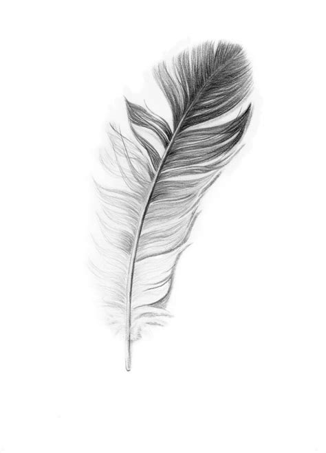 Pin By Claire Stephens On Tat Feather Tattoo Design Feather Drawing