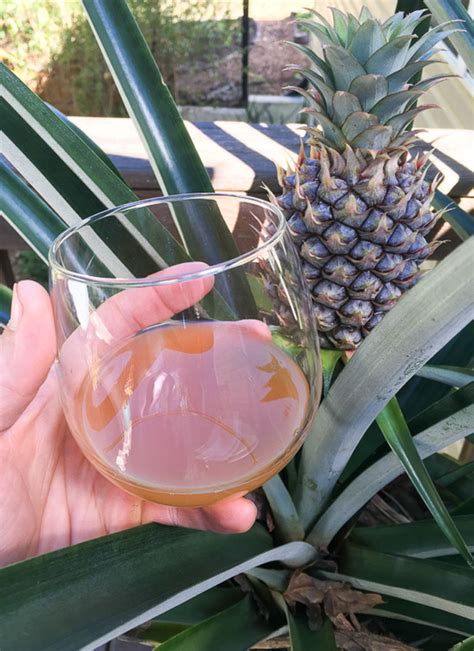 Tepache recipe: how to turn pineapple skins into a delicious probiotic ...