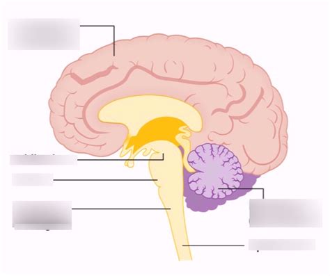 Shs Neuro Exam Diagram Quizlet