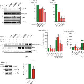 Downregulation Of USP13 Decreases Aurora B Protein Levels A Western