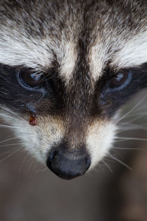 Crying Raccoon Lennart Tange Flickr