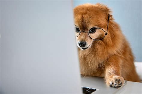 Premium Photo Smart Dog Of The German Spitz Works At A Computer In A