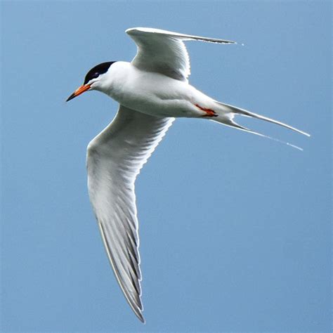 Forsters Tern — Virginia Society Of Ornithology