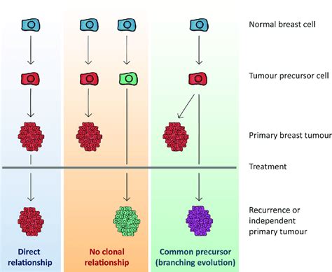 Clonal Relatedness Of Multiple Tumours In The Same Patient In Clonal