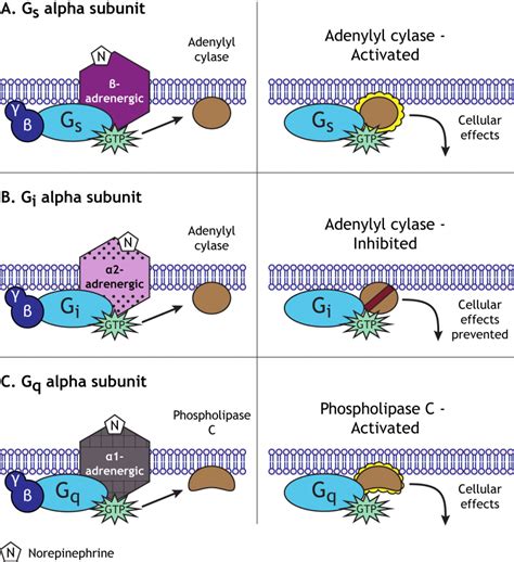 Neurotransmitter Action G Protein Coupled Receptors Foundations Of