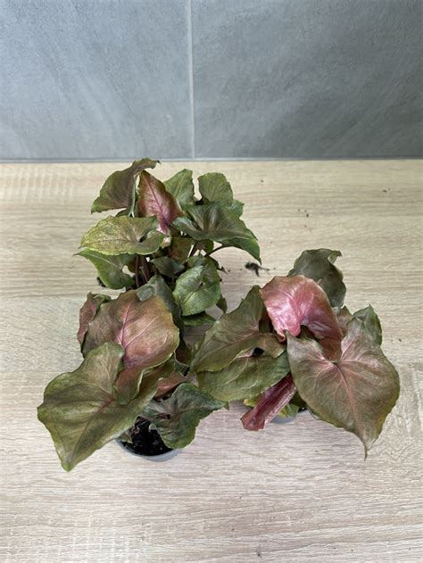 Syngonium Dark Maria (Ø 6 см)
