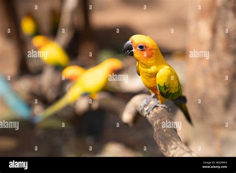 Eclectus Parrot In Forest Hi Res Stock Photography And Images Alamy