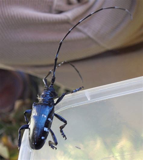 Asian Long Horned Beetle Invasive Species Of Ohio · Inaturalist