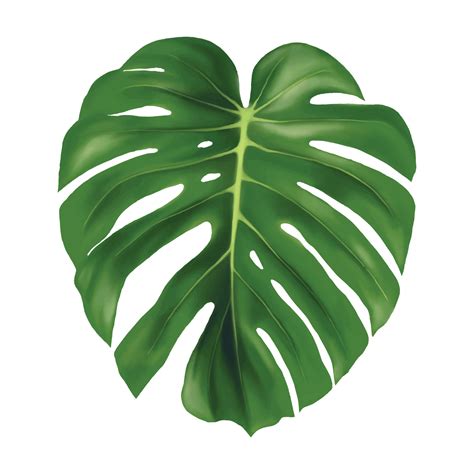 Leaf Monstera Vector Illustration On White Background Vector