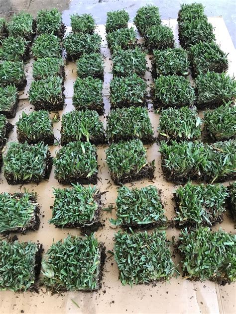 25 Count St Augustine Grass Plugs With Roots Etsy