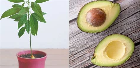 Tipps F R Den Anbau Von Avocados Im Topf Um Fr Chte Zu Erhalten Rezept