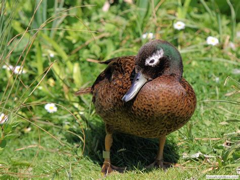 Identify Types Of Dabbling Ducks Wildfowl Photography Photos Of