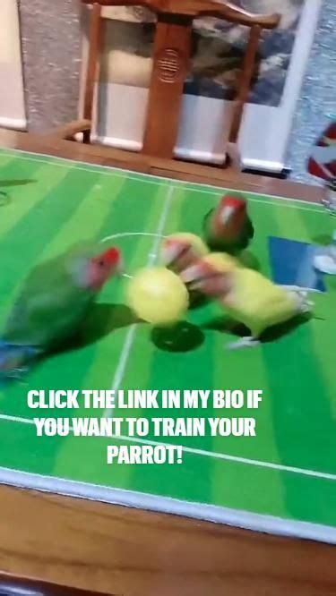 Parrots Play Basketball Parrots Pets Funny Parrots Funny Pets