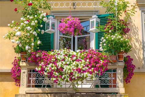 Le Piante Colorate Per Il Terrazzo Guida Alla Scelta