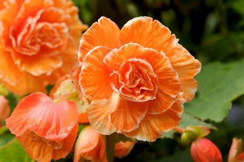 Details Imagen Begonia Tuberosa Cuidados Abzlocal Mx